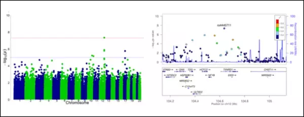 ジーンクエストと新潟大学、ニンジンの摂取と低肥満度を結び付ける遺伝子型を同定