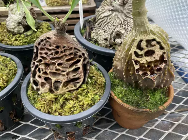 世界唯一のアリ植物農場を作りたい！アリ植物農家がクラウドファンディングを実施中