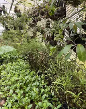 世界唯一のアリ植物農場を作りたい！アリ植物農家がクラウドファンディングを実施中