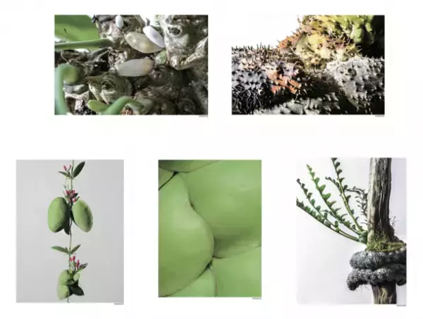 世界唯一のアリ植物農場を作りたい！アリ植物農家がクラウドファンディングを実施中