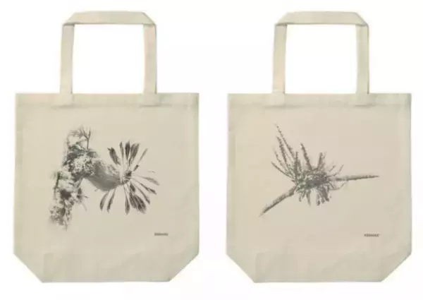 世界唯一のアリ植物農場を作りたい！アリ植物農家がクラウドファンディングを実施中