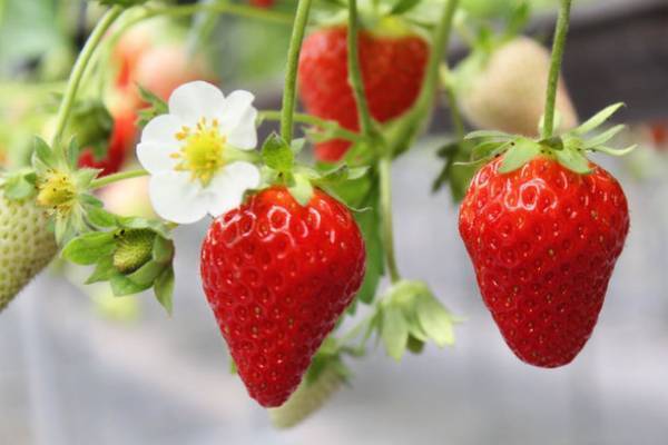 革新的！食べられる苺の香り　プレミアム苺「ゆめさき苺」を使用した100％の食品天然香料　SCENTED JOURNEY 10^8「香りの旅」シリーズ、支援者113人、支援額104万超えで目標金額達成　さらなるゴールに向け Makuakeにて10/28まで先行販売中！