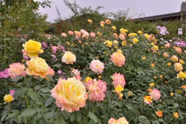 ひらかたパーク ２大フラワーイベント開催