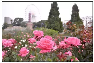 ひらかたパーク ２大フラワーイベント開催