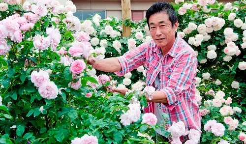 ひらかたパーク ２大フラワーイベント開催