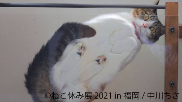 1年ぶり“猫の祭典”が福岡凱旋！癒しの猫写真＆グッズは新作に一新　「ねこ休み展 2021 in 福岡」11/6～開催！コラボ企画も実施