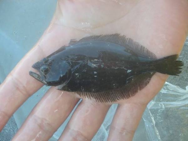 宮城県水産振興協会が次世代へ豊かな海を引き継ぐための稚魚放流事業のクラウドファンディングを12月3日まで受付