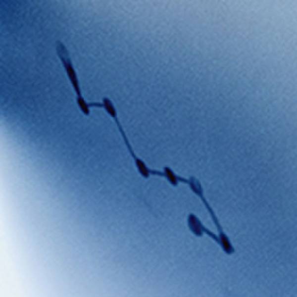 のせでんアートライン2021― 「光」と「音」と「食」の芸術祭 ―　いよいよ今週末10月30日(土)より開催！