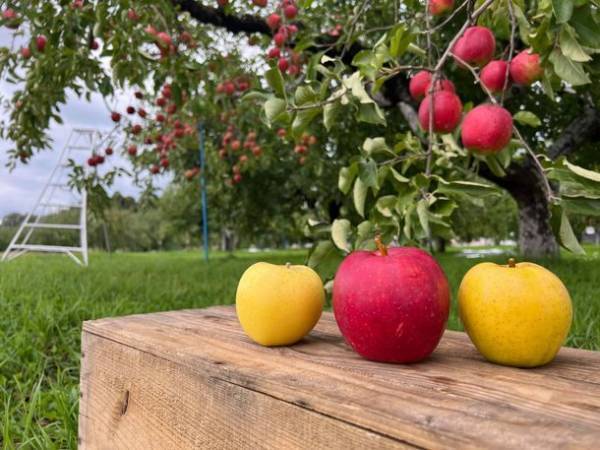 ヤバすぎる秋をもぎ取ろう　「青森おうちで大収穫祭」～青森の常識は世界の非常識？～2021年10月30日(土)開催！10:00～18:00