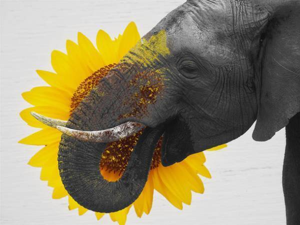 大地をキャンバスに、“花の絨毯”を敷きつめた男の20年を辿る「花絵師 藤川靖彦×インフィオラータ 20年の軌跡展」が、芝浦のSOW CO.Galleryで11月6日(土)～14日(日)開催！