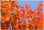 六甲高山植物園 一足早く「紅葉」が見頃！ライトアップイベント「夜の紅葉散策」も開催中