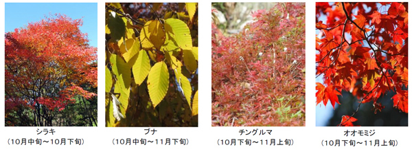 六甲高山植物園 一足早く「紅葉」が見頃！ライトアップイベント「夜の紅葉散策」も開催中