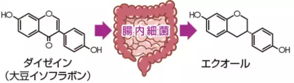 大豆由来の腸内代謝物「エクオール」含有素材「フラボセルEQ-5N」の製造能力増強