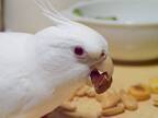 写真NFTコレクション「White Cockatiel Piiyo」全50点をリリースしました。