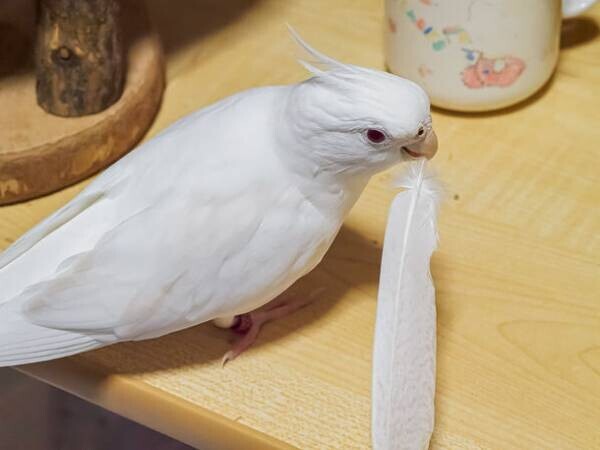 写真NFTコレクション「White Cockatiel Piiyo」全50点をリリースしました。