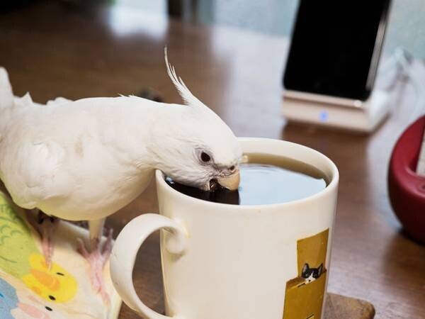 写真NFTコレクション「White Cockatiel Piiyo」全50点をリリースしました。