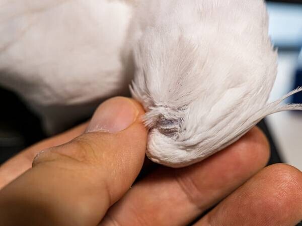 写真NFTコレクション「White Cockatiel Piiyo」全50点をリリースしました。