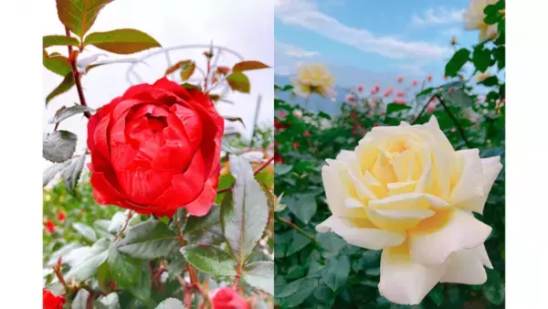 花農丘(はなのおか)公園(北九州市立総合農事センター)『はなフェス。』・『冬のばらフェア』を開催！クロフネマンショー・マルシェ・チェンソーカービングショーなども開催！