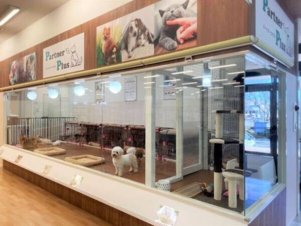 「ブリーディング卒業犬猫に新たな家族を」株式会社AHBの挑戦　金沢市もりの里に12月1日(水)専門店『パートナープラス』をオープン