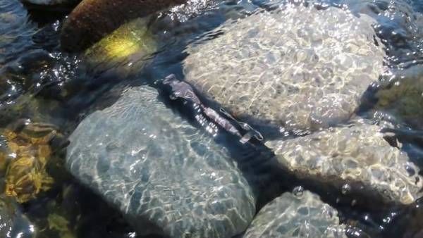 無敵のライト Sharvol S1 LEDコンパクトライト　クラファン目標金額5669％を達成