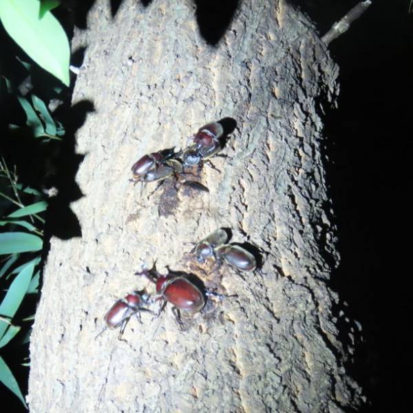 無敵のライト Sharvol S1 LEDコンパクトライト　クラファン目標金額5669％を達成