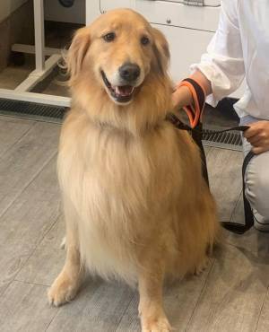 ワンちゃん専用！シャワーヘッドから泡で出てくるシャンプーwithマイクロバブル「マイクロクリーミー泡シャンプーシステム」を発売