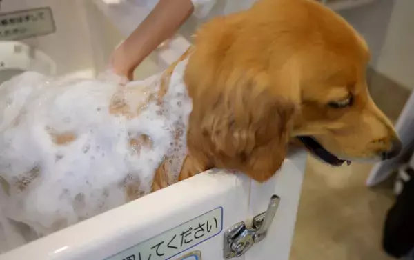 ワンちゃん専用！シャワーヘッドから泡で出てくるシャンプーwithマイクロバブル「マイクロクリーミー泡シャンプーシステム」を発売