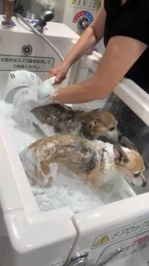 ワンちゃん専用！シャワーヘッドから泡で出てくるシャンプーwithマイクロバブル「マイクロクリーミー泡シャンプーシステム」を発売