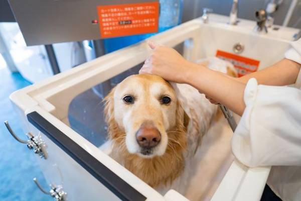 ワンちゃん専用！シャワーヘッドから泡で出てくるシャンプーwithマイクロバブル「マイクロクリーミー泡シャンプーシステム」を発売