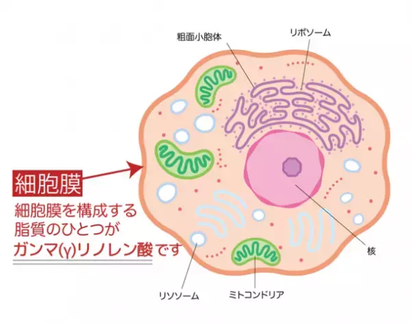 コロナ禍でのお化粧品の使用状況についての調査報告