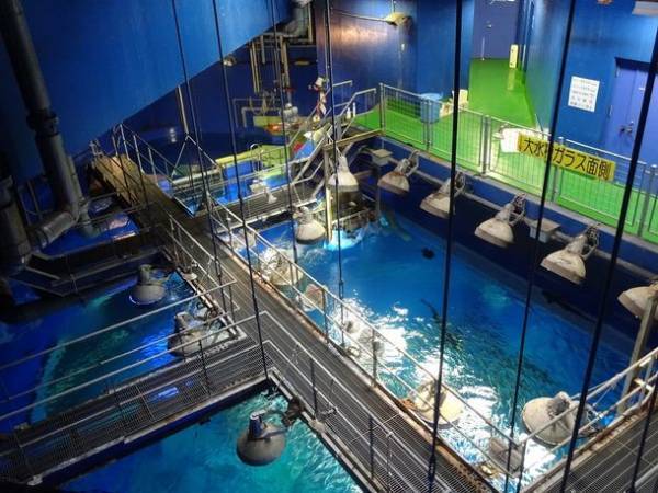 谷口大智選手が1日館長就任！「茨城ロボッツ」とのコラボレーションイベント開催