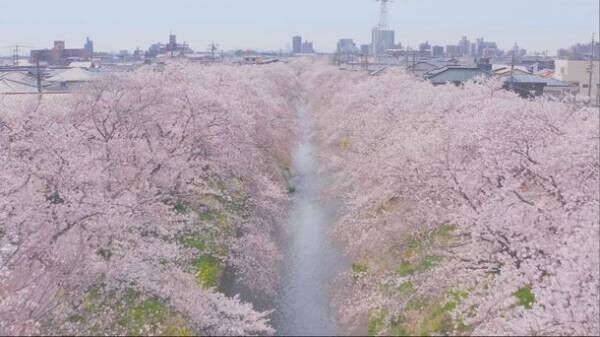 岩倉市民400名以上が参加！市制50周年記念動画がお披露目に！～桜満開の五条川をドローンで撮影～