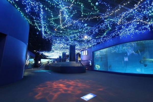 水族館の生き物たちと過ごす至福のひととき　アクアワールド・大洗から2日限りの特別な夜をプレゼント！