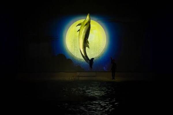 水族館の生き物たちと過ごす至福のひととき　アクアワールド・大洗から2日限りの特別な夜をプレゼント！