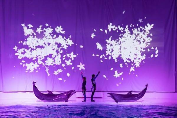 水族館の生き物たちと過ごす至福のひととき　アクアワールド・大洗から2日限りの特別な夜をプレゼント！