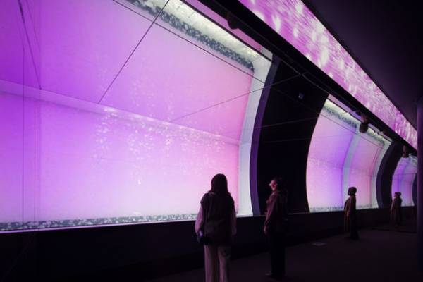 水族館の生き物たちと過ごす至福のひととき　アクアワールド・大洗から2日限りの特別な夜をプレゼント！