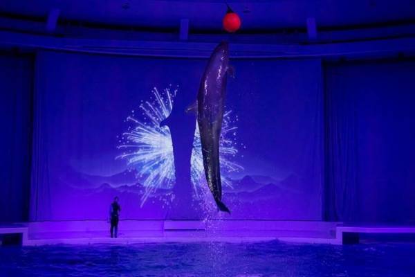 水族館の生き物たちと過ごす至福のひととき　アクアワールド・大洗から2日限りの特別な夜をプレゼント！