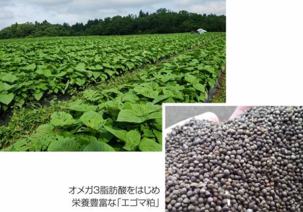 SDGsを考えて作られたドッグフード「はぐみぃ」　OEM受託開発・生産を11月に本格スタート