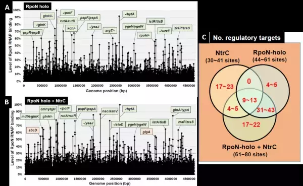 RNA合成酵素は遺伝子発現に抑制的にも作用することを発見