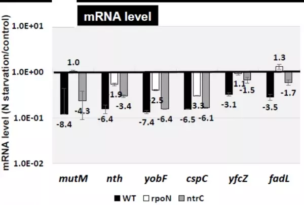 RNA合成酵素は遺伝子発現に抑制的にも作用することを発見