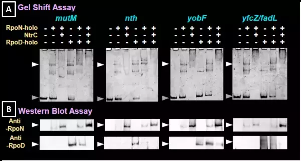 RNA合成酵素は遺伝子発現に抑制的にも作用することを発見