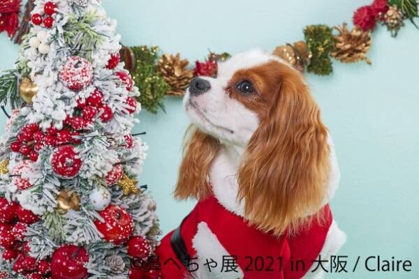 1年ぶり大阪「鼻ぺちゃ展 2021」はチャウチャウなどレア犬作品初登場で12/10～ 開催！クリスマス限定フォトスポット＆特典も
