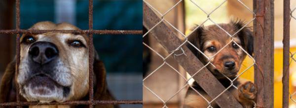 全国の保健所、愛護センターへ、保護犬や保護猫の譲渡登録依頼を12月1日より開始