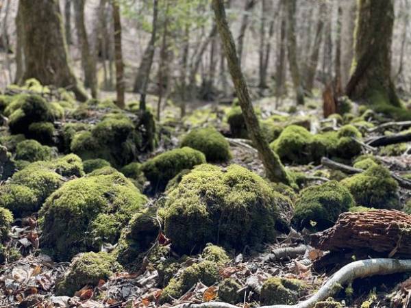 富士山展望グランピング場にバレルサウナとテントサウナ＆キャンプサイトがオープン！