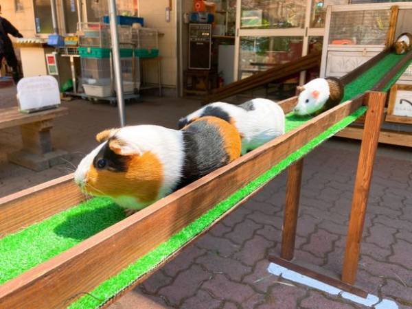 東武動物公園×宝登山小動物公園コラボイベント　12/4(土)に長瀞駅前に移動動物園がやってくる！