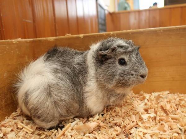 東武動物公園×宝登山小動物公園コラボイベント　12/4(土)に長瀞駅前に移動動物園がやってくる！