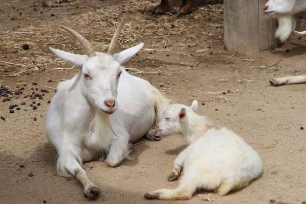東武動物公園×宝登山小動物公園コラボイベント　12/4(土)に長瀞駅前に移動動物園がやってくる！