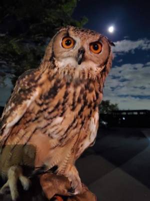 東武動物公園×宝登山小動物公園コラボイベント　12/4(土)に長瀞駅前に移動動物園がやってくる！