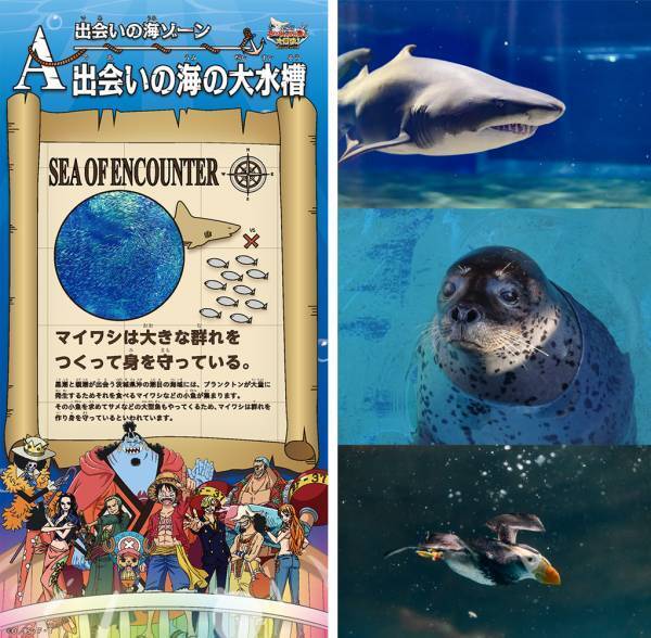 アクアワールド・大洗 開館20周年記念事業ワンピース BIG WASH島の大冒険！ IN アクアワールド・大洗麦わらの一味が水族館にやってくる！！ルフィたちが大洗でみんなを待っている！