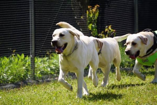 自然災害時にペット達の緊急避難所になるペットサロンの開設を目指し、クラウドファンディングを開始